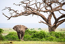 African elephant bull (Loxodonta africana) feeding on foliage under a dead Umbrella thorn tree (Vachellia tortilis) Amboseli National Park, Kenya.