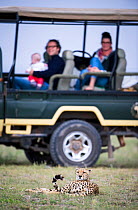 Tourists with baby watching Cheetah (Acinonyx jubatus) Amboseli National Park, Kenya.