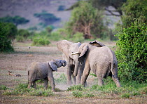 Two young African elephants (Loxodonta africana) play, testing each other's strength, while a small calf tries to jon in. Amboseli National Park, Kenya.