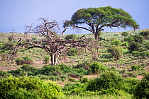 Umbrella thorn tree (Vachellia tortilis) alive tree and dead tree, Amboseli National Park, Kenya.