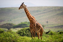 Masai giraffe (Giraffa camelopardalis tippelskirchi) in habitat. Amboseli National Park, Kenya.