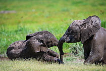 Two juvenile African elephants (Loxodonta africana) playing in mud, Engong Narok swamp, Amboseli National Park, Kenya.