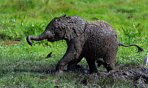 African elephant (Loxodonta africana) calf covered in mud,  Engong Narok swamp, Amboseli National Park, Kenya.