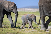 African elephant (Loxodonta africana) baby trying to grab the tail of adult, Amboseli National Park, Kenya.