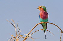 Lilac-breasted roller (Coracias caudata) perched on a dead twig. Amboseli National Park, Kenya.
