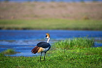 Grey crowned crane (Balearica regulorum gibbericeps), by river, Amboseli National Park, Kenya.