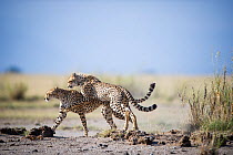 Cheetah (Acinonyx jubatus) playing with mother, Amboseli National Park, Kenya.