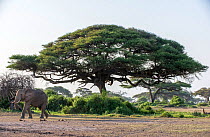 African elephant (Loxodonta africana) with Umbrella thorn trees (Vachellia tortilis) in the background.   Amboseli National Park, Kenya.