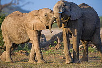 Two African elephants (Loxodonta africana)   play, testing each other's strength, Amboseli National Park, Kenya.