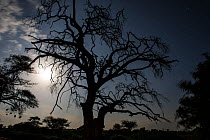 Dead thorn tree (Vachellia tortilis) silhouetted against the moonlight, Amboseli conservancy next to Amboseli National Park, Kenya