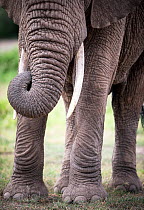 African elephant (Loxodonta africana) close up of trunk, Amboseli National Park, Kenya.