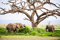 Two African elephant bulls (Loxodonta africana) eating foliage under a dead Umbrella thorn tree (Vachellia tortilis) Amboseli National Park, Kenya.