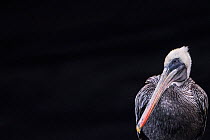 Brown Pelican (Pelecanus occidentalis) resting, Tagus Cove, Isabela Island, Galapagos, Ecuador. May.