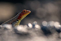 Lava lizard (Tropidurus) portait, Fernandina Island, Galapagos, Ecuador. April.