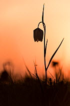 Snakes head fritillary (Fritillaria meleagris) in flower, sillouetted against the setting sun, Cricklade, Wiltshire, UK. April 2015.