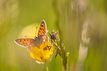 Small Copper (Lycaena phlaeas) on buttercup in meadow, Cornwall, England, UK, May.