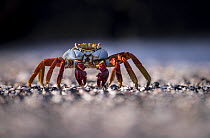 Sally lightfoot crab (Grapsus grapsus) on beach, Isabela Island, Galapagos, Ecuador. May.