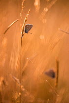 Common blue butterfly (Polyommatus icarus) resting on grass in the late evening light, Vealand Farm, Devon, UK. August 2015.
