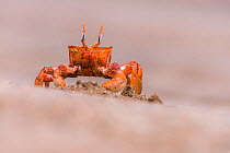 Galapagos ghost crab (Ocypode gaudichaudii) Espumilla beach, Santiago, Galapagos, Ecuador. May.