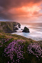 RF- Sea thrift (Armeria maritima) at sunset with the Bedruthan Steps, Newquay, Cornwall, UK. May 2015. (This image may be licensed either as rights managed or royalty free.)
