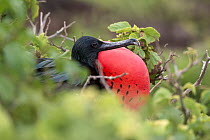 Great frigatebird (Fregata minor) male with vocal pouch inflated, Genovesa Island, Galapagos, Ecuador. May.