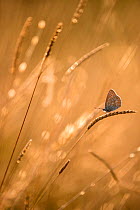 Common blue butterfly (Polyommatus icarus) resting on grasses at sunset, Vealand Farm, Devon, UK. July. Commended in the Your View Category of the Take a View Landscape Photographer of the Year Compet...