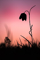 Snakes head fritillary (Fritillaria meleagris) in flower, silhouetted against the setting sun, Cricklade, Wiltshire, UK. April.