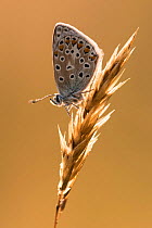 Common blue butterfly (Polyommatus icarus) resting on grasses at sunset, Vealand Farm, Devon, UK. July.