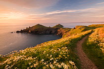 View towards The Rumps at sunset, with Umbellifers (Apiaceae) Pentire Head at sunset, Polzeath, Cornwall, UK. June 2015