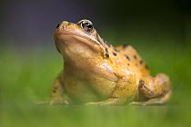 Common frog (Rana temporaria) portrait, Broxwater, Cornwall, UK. June.
