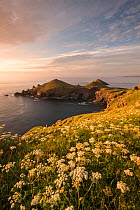 View towards The Rumps at sunset, with Umbellifers (Apiaceae) Pentire Head at sunset, Polzeath, Cornwall, UK. June 2015.