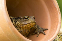 Common toad (Bufo bufo), sheltering in flowerpot, Cornwall, UK. May 2015.