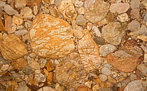 Leesburg conglomerate rock, sedimentary polymictic conglomerate. Formed in the rift valley formed when the African plate split from the North American plate in the Triassic, found near Leesburg, Virgi...