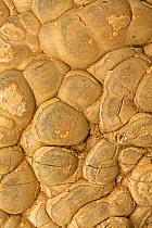 Fossil stromatolite, Wyoming, USA, March.