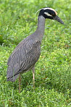 Yellow-crowned night heron (Nyctanassa violacea, formerly placed in the genus Nycticorax), Washington DC, USA, May.