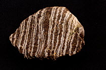 Foliated gneiss, metamorphic rock, Maryland, USA.