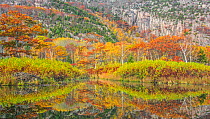 Beaver pond with autumnal trees reflected in the water, Acadia National Park, Maine, USA. October.