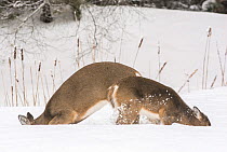 White-tailed deer (Odocoileus virginianus) females grazing in snow,  Acadia National Park, Maine, USA. February.