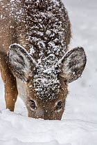 White-tailed deer (Odocoileus virginianus) female grazing in snow,  Acadia National Park, Maine, USA. February.