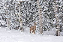 White-tailed deer (Odocoileus virginianus) females in snow,  Acadia National Park, Maine, USA. February.