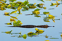 American alligator (Alligator mississippiensis) Everglades National Park, Florida, USA, March.