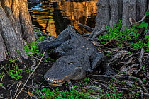 American alligator (Alligator mississippiensis) walking through trees on riverbank, Everglades National Park, Florida, USA, March.