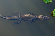 American alligator (Alligator mississippiensis) swimming, viewed from above, Everglades National Park, Florida, USA, March.