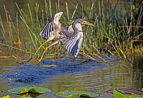 Tricolored heron (Egretta tricolor) taking off from water, Everglades National Park, Florida, USA, March.