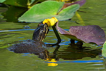 Florida cooter (Pseudemys concinna floridana) looking at Spatterdock waterlily (Nuphar advena), Everglades National Park, Florida, USA, March.