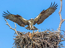 Osprey (Pandion haliaetus) at nest. Everglades National Park, Florida, USA, March.