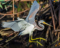 Tricolored Heron (Egretta tricolor) landing, Everglades National Park, Florida, USA. March.