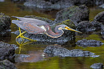 Tricolored heron (Egretta tricolor) walking at water edge, Ding Darling National Wildlife Sanctuary, Florida, USA, March.