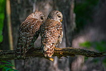 Barred owl (Strix varia) two sitting side by side, rear view, Corkscrew Swamp Audubon Sanctuary, Florida, USA, March.