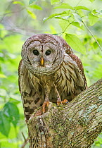 Barred owl (Strix varia) portrait with wet feathers, Corkscrew Swamp Audubon Sanctuary, Florida, USA, March.